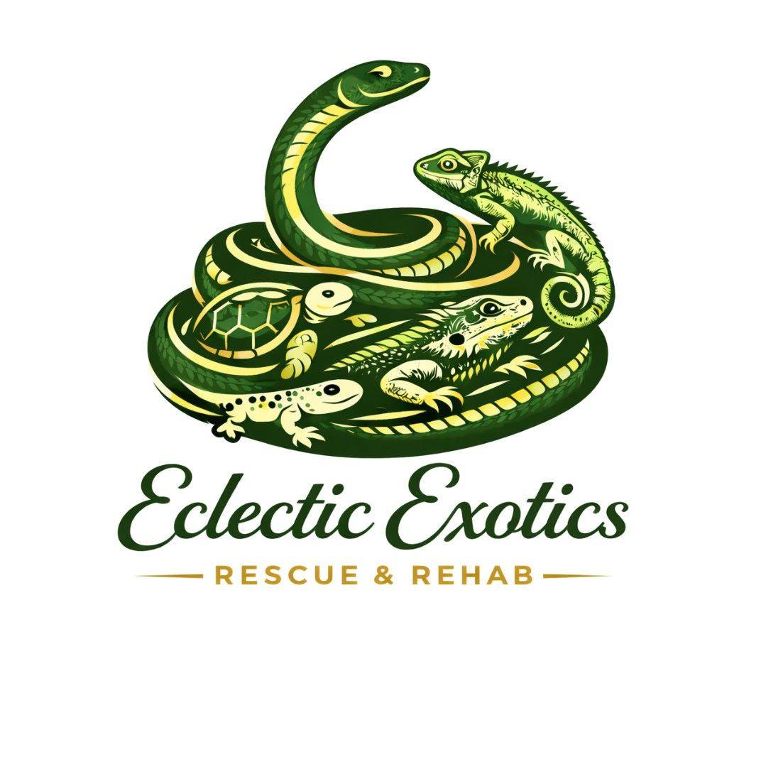 Quad cities reptiles | Our current adoptable animals | Facebook