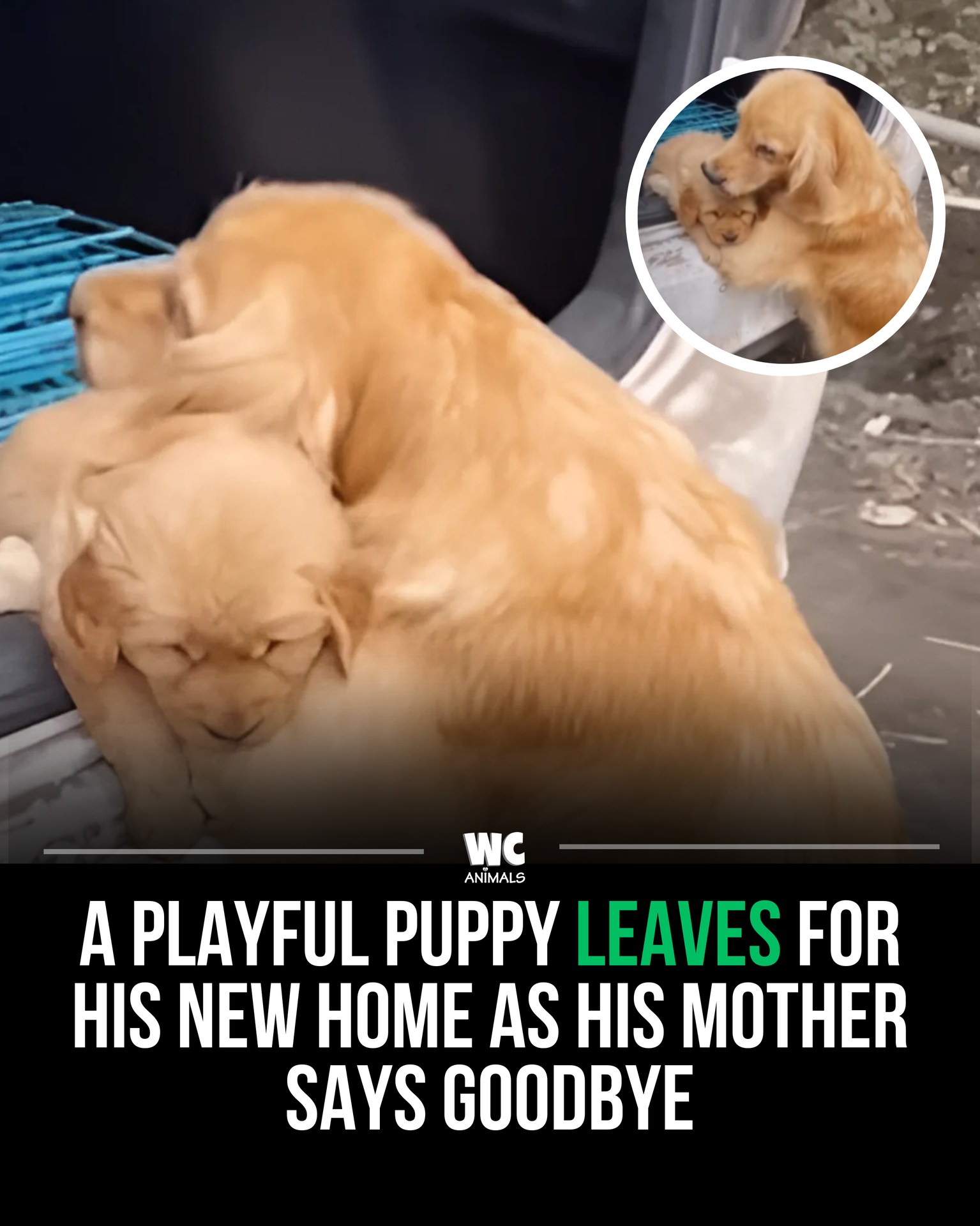 Stunning When Are Puppies Developed Enough To Leave Mom image