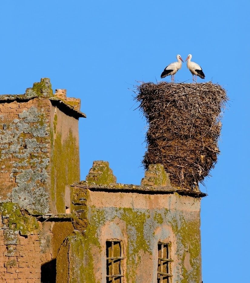 Nature - Amazing nest | Facebook