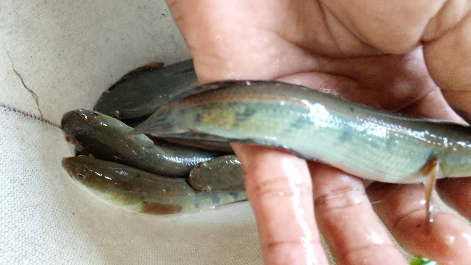 Mancing Mania Pekanbaru | Yg kemaren nayain maru kita ready sikit cuma ...