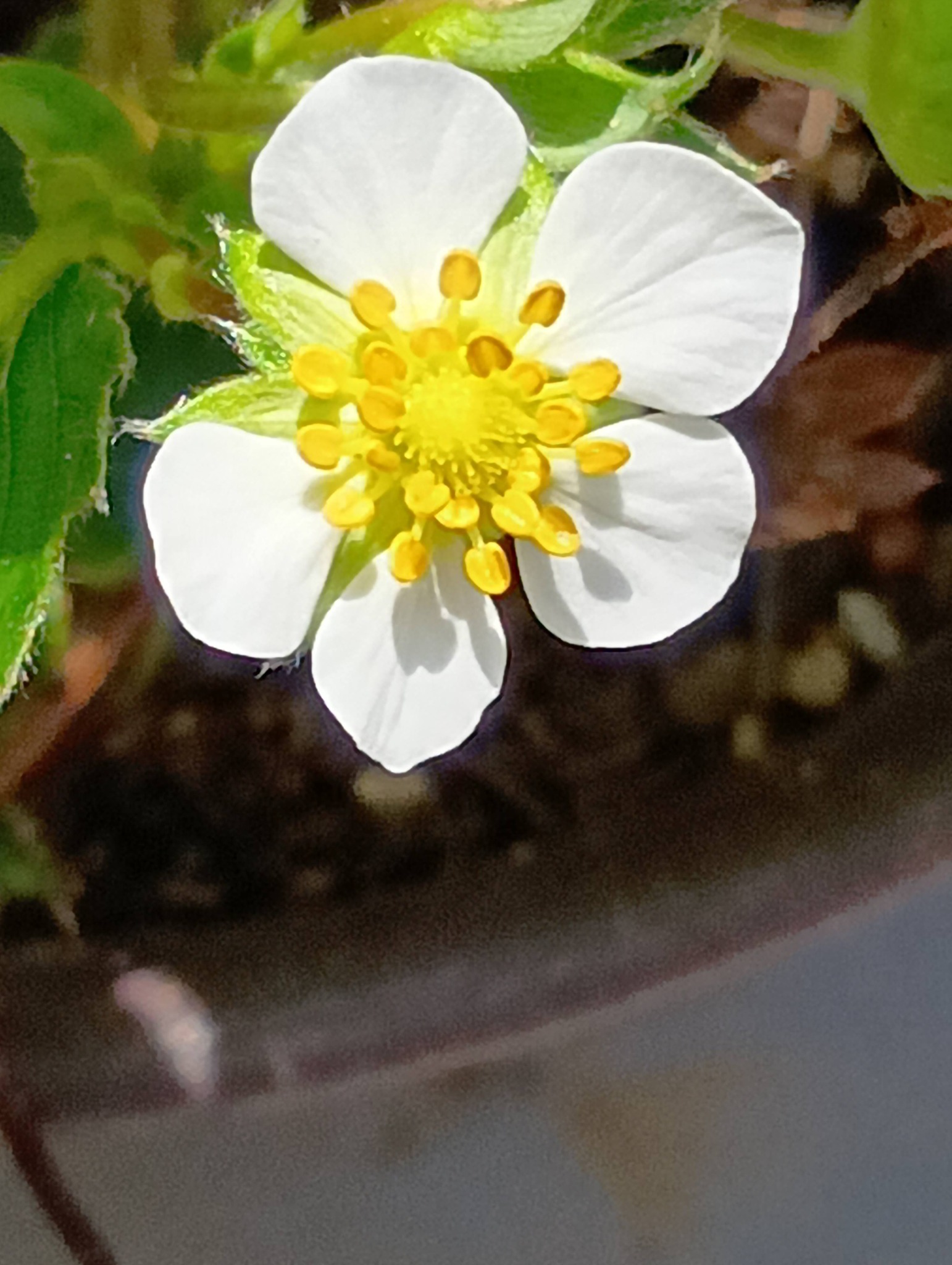 苺花パパ様　確認用 苺花パパ様 確認用 苺花パパ様 確認用 イチゴ（苺）の花言葉｜名前の