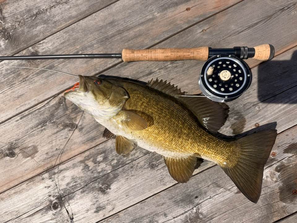 shimano 2 piece jigging rod Convergence Spinning 7'0