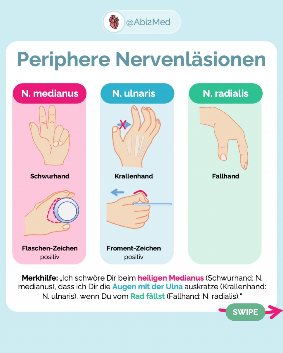 ⚡ Periphere Nervenläsionen leicht gemerkt! ⚡ 👉 Schwurhand? N. medianus! 👉 Krallenhand? N. ulnaris! 👉 Fallhand? N. radialis! 🧠 Merkhilfe: „Ich schwöre Dir beim heiligen Medianus (Schwurhand: N. medianus), dass ich Dir