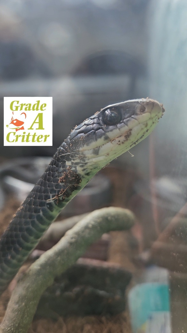 Grade A Critter | Alpharetta GA