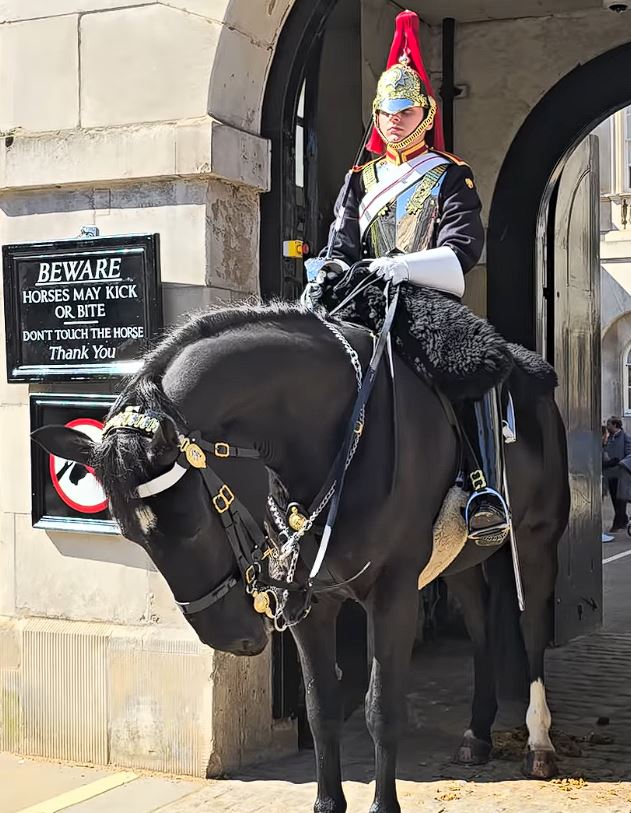 Kings - Magnificent Kings horse and its moment looks charming with ...