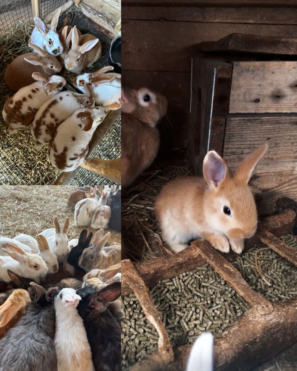 Rabbits - 5 BEGINNER MISTAKES TO AVOID Starting rabbit farming is ...