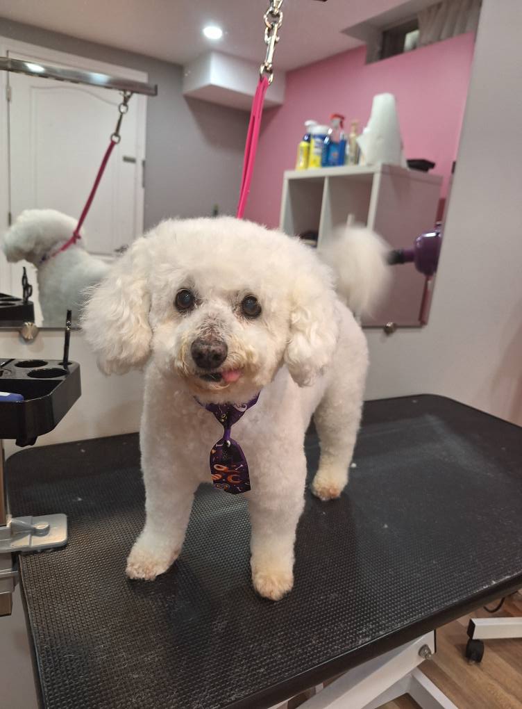 Dog Matok Grooming | Ottawa ON