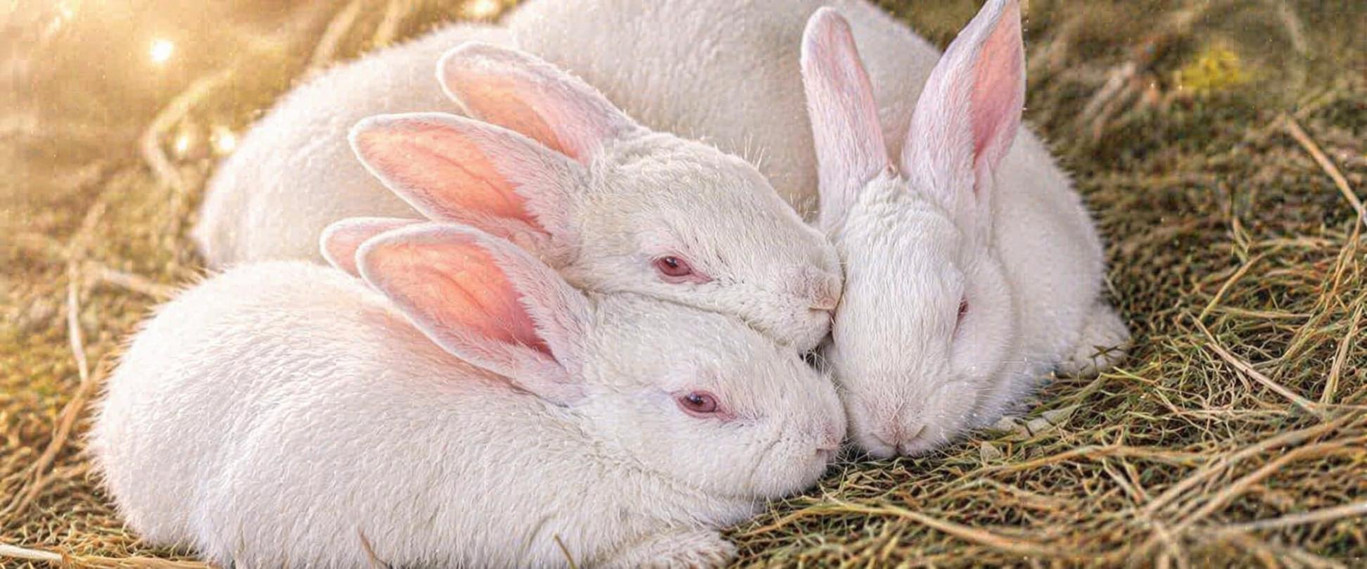 Hi everybun, I'm Colby!🤩 Colby... - Ohio House Rabbit Rescue | Facebook