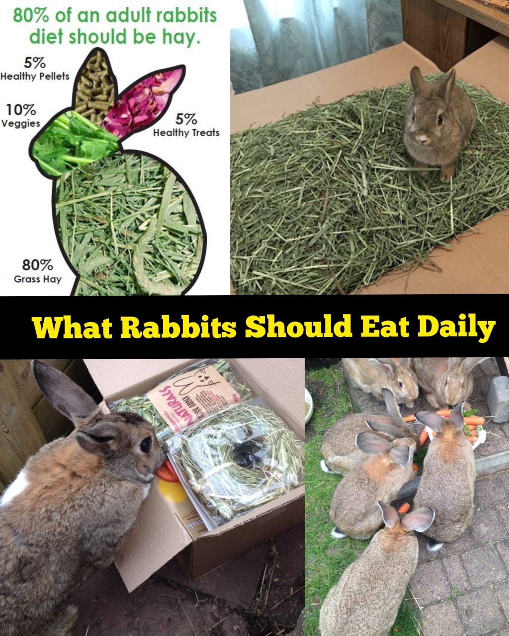 Rabbits - 𝗪𝗛𝗔𝗧 𝗥𝗔𝗕𝗕𝗜𝗧𝗦 𝗦𝗛𝗢𝗨𝗟𝗗 𝗘𝗔𝗧 𝗗𝗔𝗜𝗟𝗬 🐇 As a professional rabbit ...