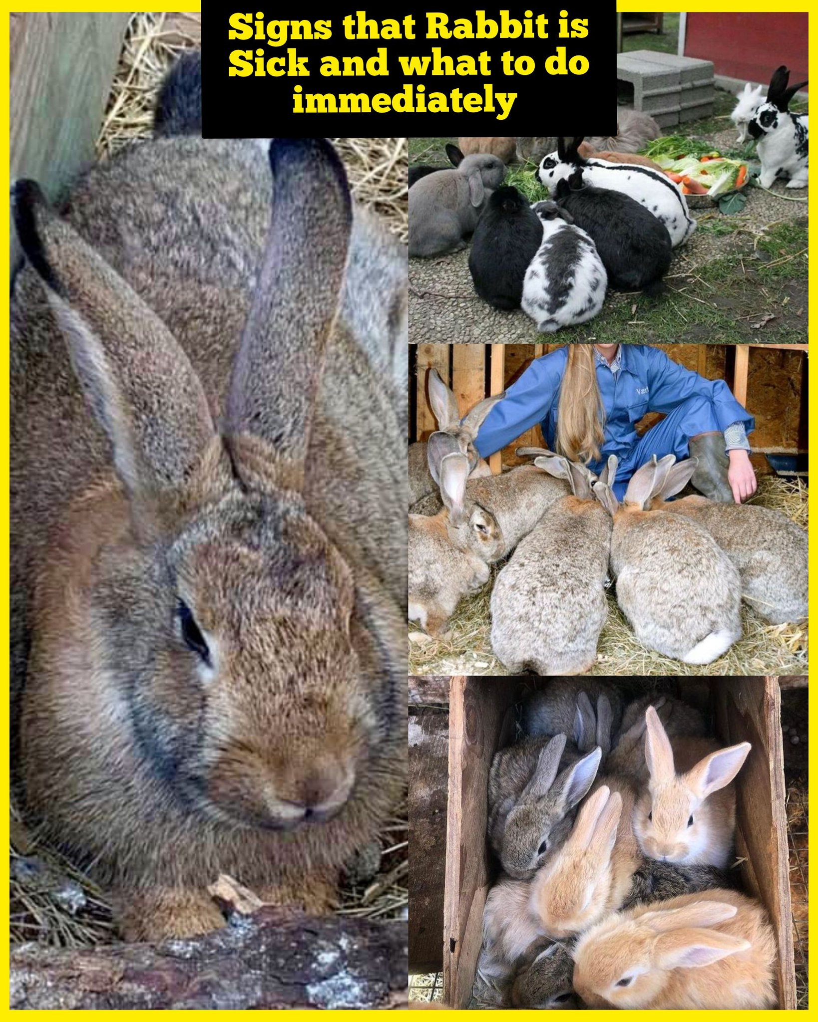 Rabbits - 𝗦𝗜𝗚𝗡𝗦 𝗬𝗢𝗨𝗥 𝗥𝗔𝗕𝗕𝗜𝗧 𝗜𝗦 𝗦𝗜𝗖𝗞 𝗔𝗡𝗗 𝗪𝗛𝗔𝗧 𝗧𝗢 𝗗𝗢 𝗜𝗠𝗠𝗘𝗗𝗜𝗔𝗧𝗘𝗟𝗬 As a ...