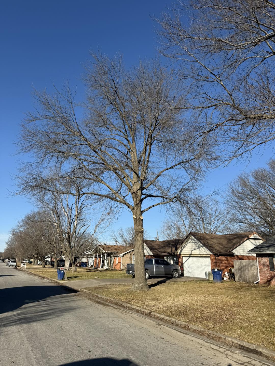 High & Low Tree Services, LLC | Coffeyville KS