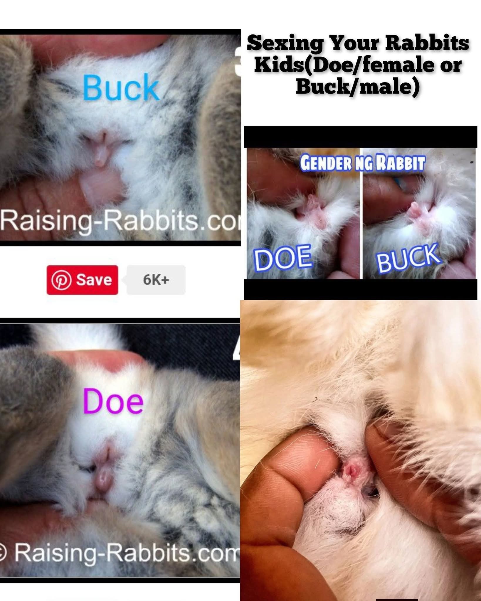 Porn Picture
