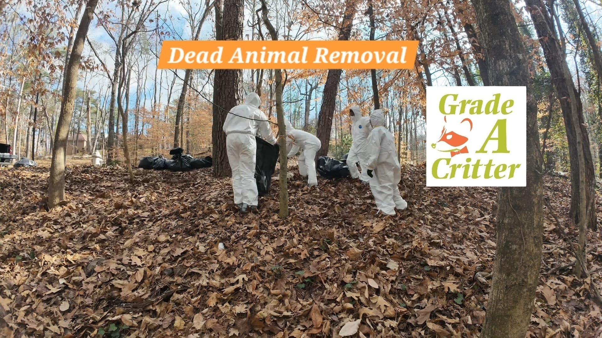 Grade A Critter | Alpharetta GA
