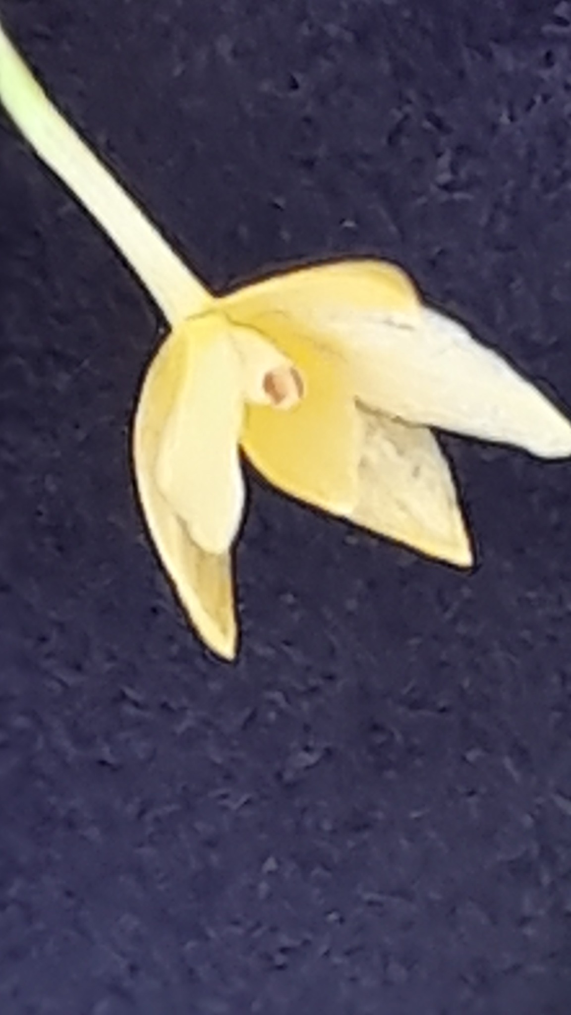 Brassocattleya Waipuna (Brassavola nodosa x C. cernua) first bloom