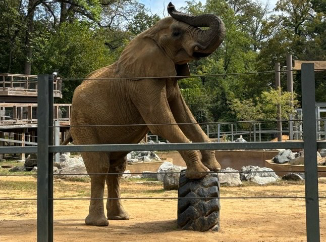 The Maryland Zoo in... - The Maryland Zoo in Baltimore