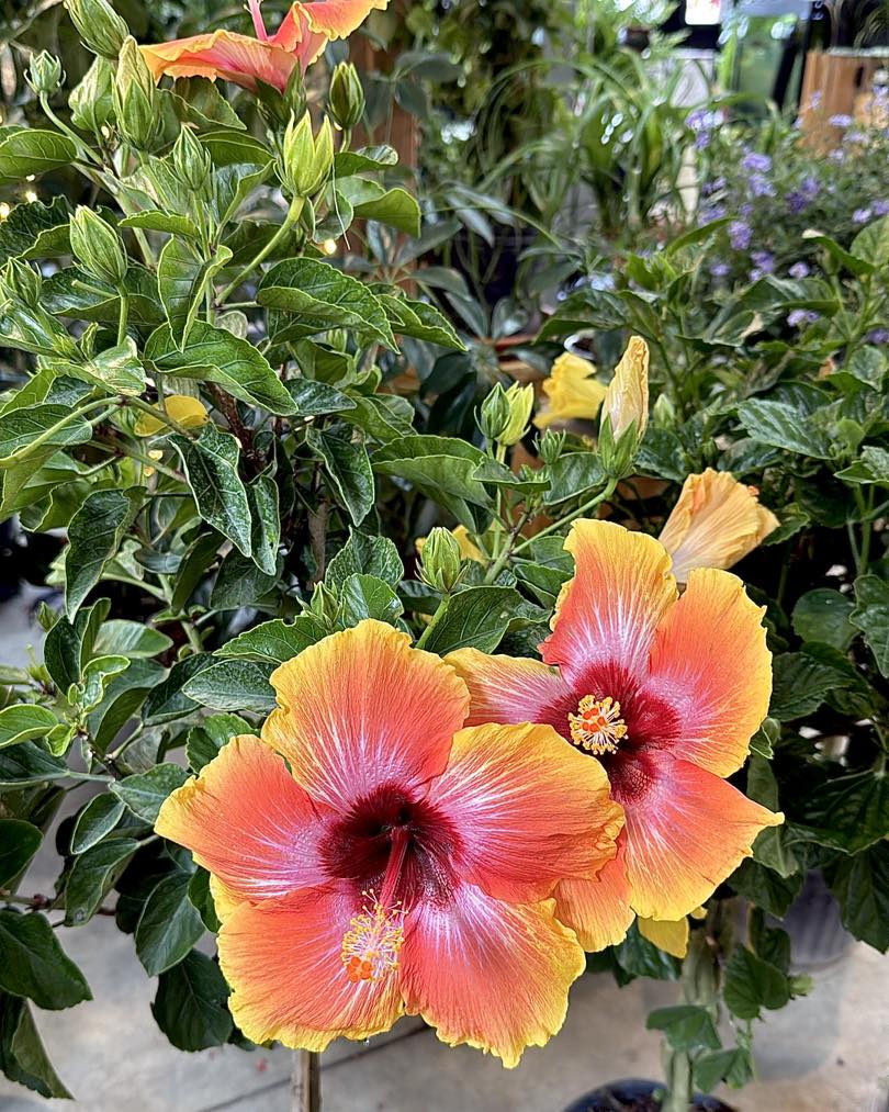 The Japanese lantern (Hibiscus schizopetalus) contrasts