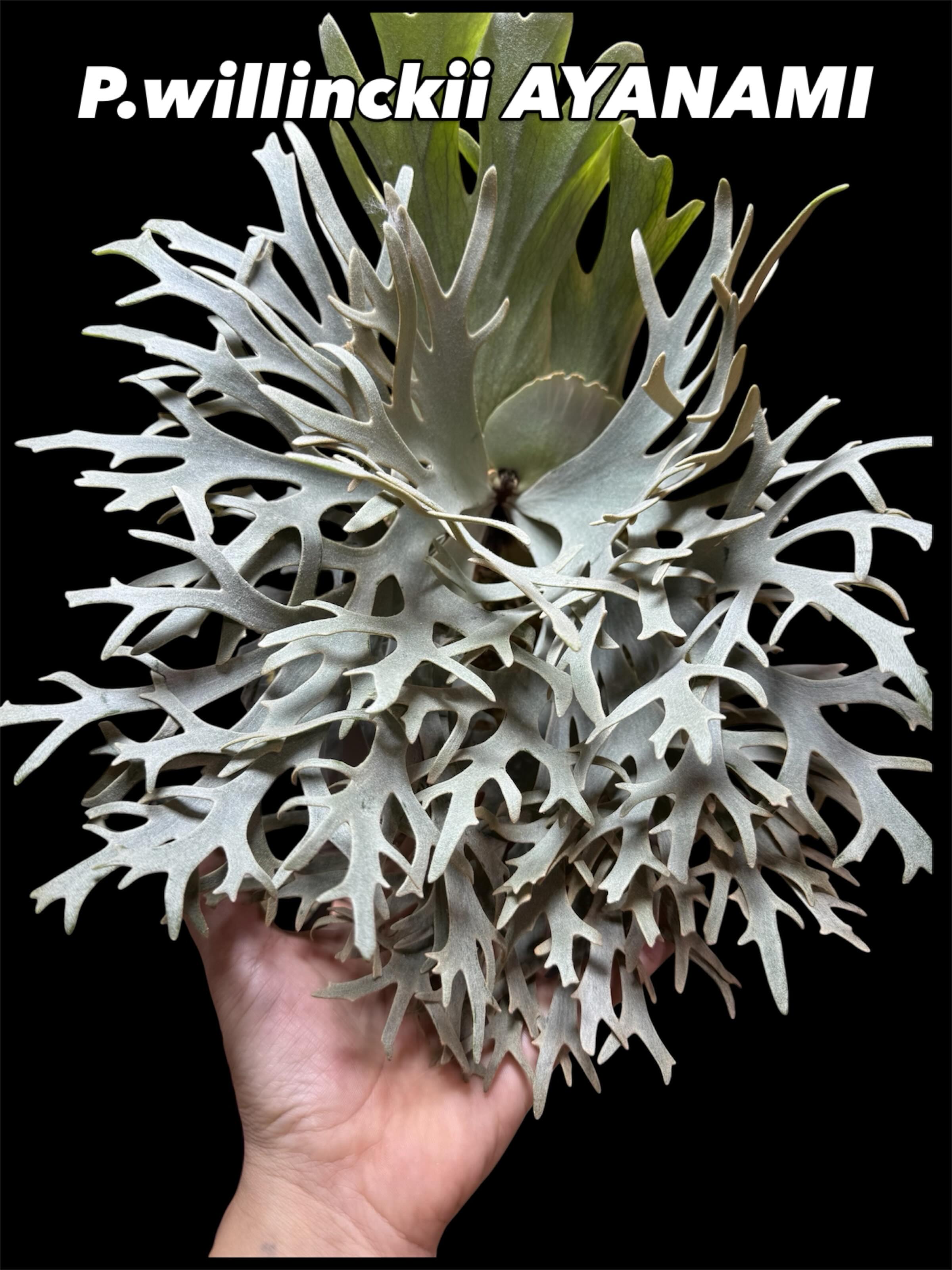 Plants Links - Plants Links added a new photo — at Plants