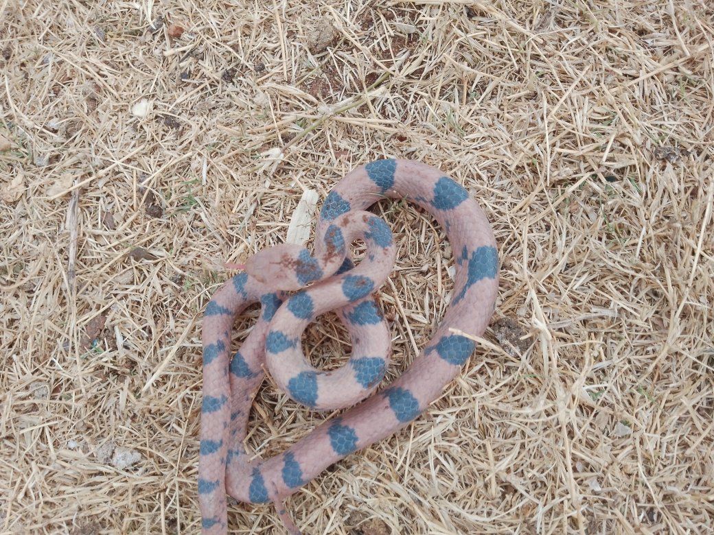 Help identify.