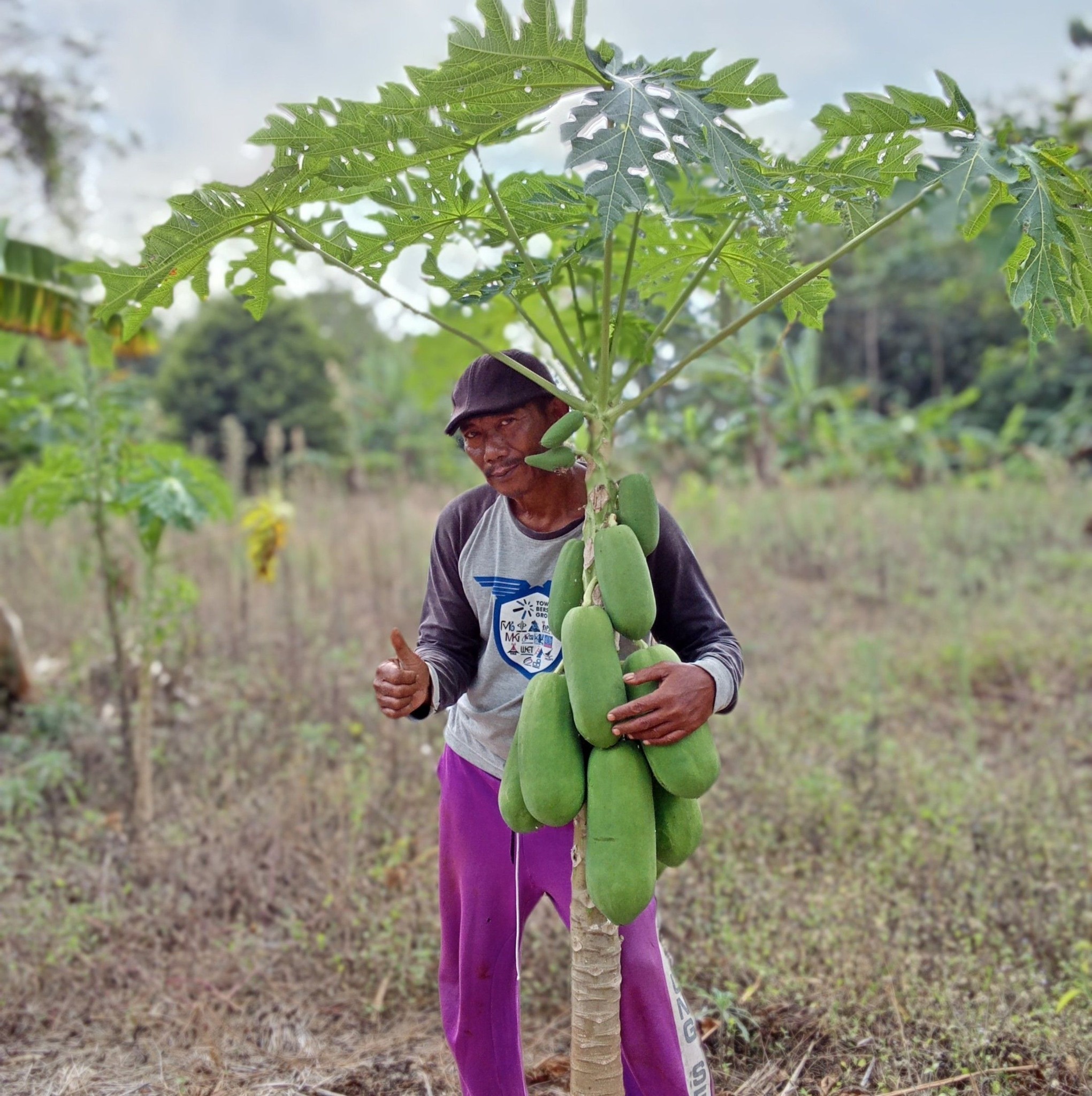 Connecting trees papaya, and tree roots so that it bears fruit quickly ...