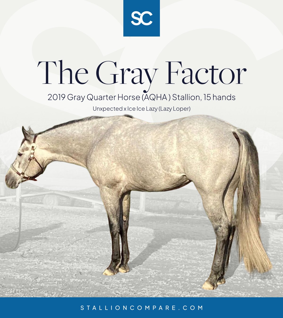 adrianne klower ✨ THE GRAY FACTOR ✨ https://stallioncompare.com/stallion/the-gray-factor 2019 Grey AQHA Stallion • 15.0h Unxpected × Ice Ice Lazy (Lazy Loper) Carries Roan (n/Rn) & Cream (n/Cr) 7 Panel Negative: HYPP (N/N) • PSSM ( Anti-Glutathione-S-Transferase (GST) antibody Gst منتجات كورية للتفتيح Size:60 TB