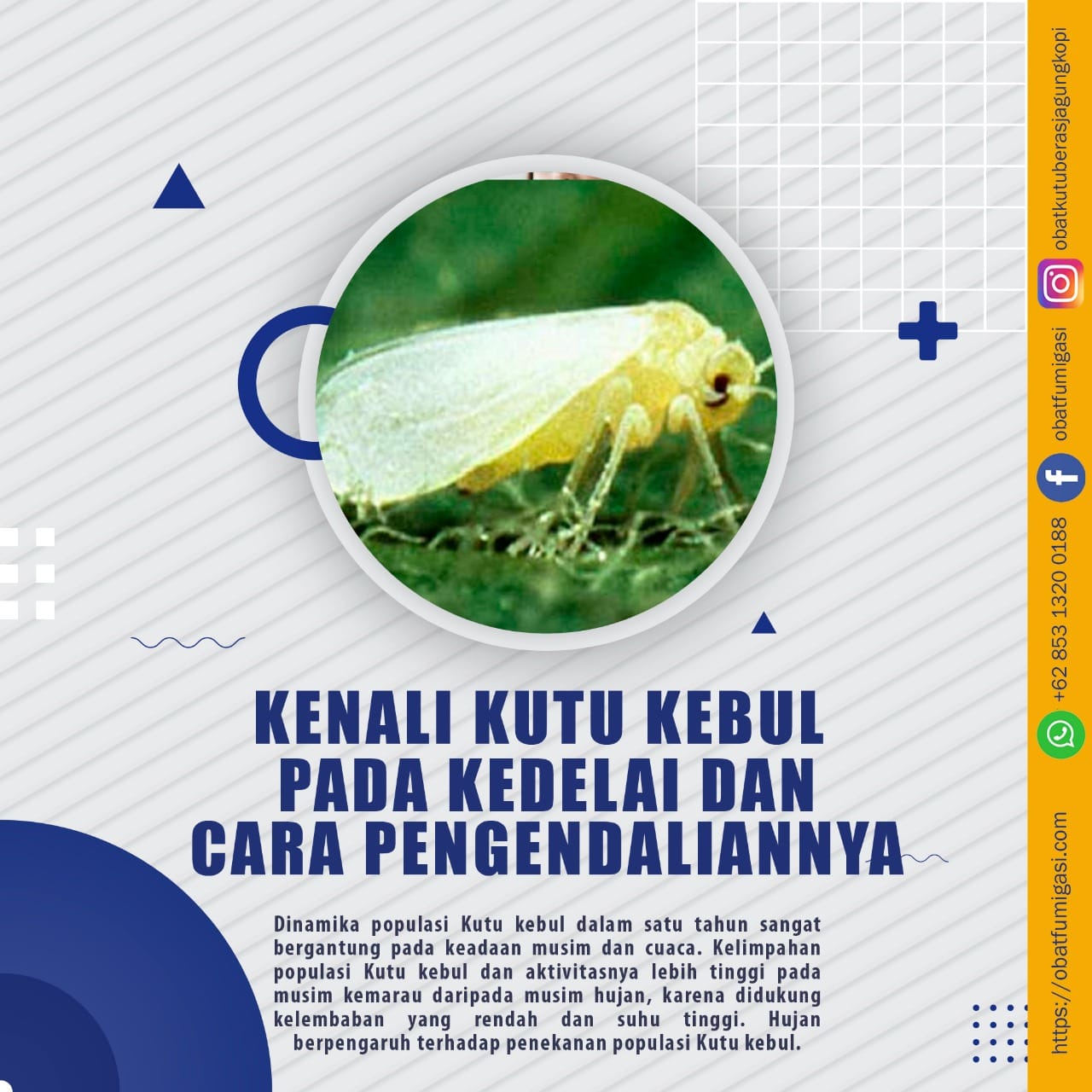 Obat Fumigasi - Kenali Kutu Kebul Pada Kedelai Dan Cara... | Facebook