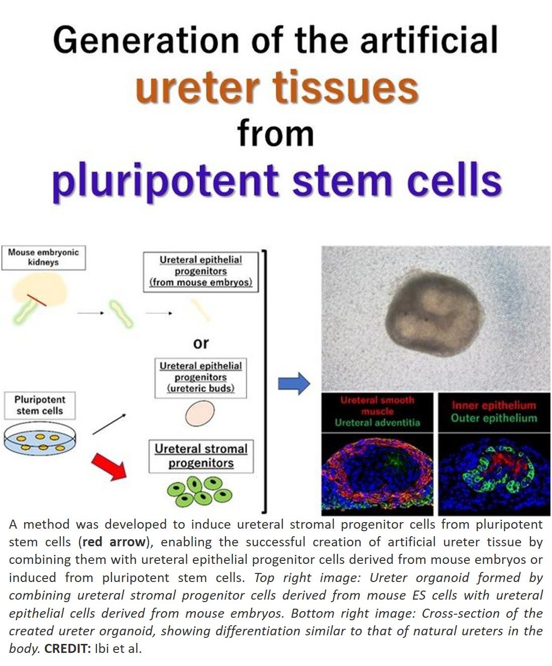 Science - Ureteral organoid from pluripotent stem cells The ureter, a ...