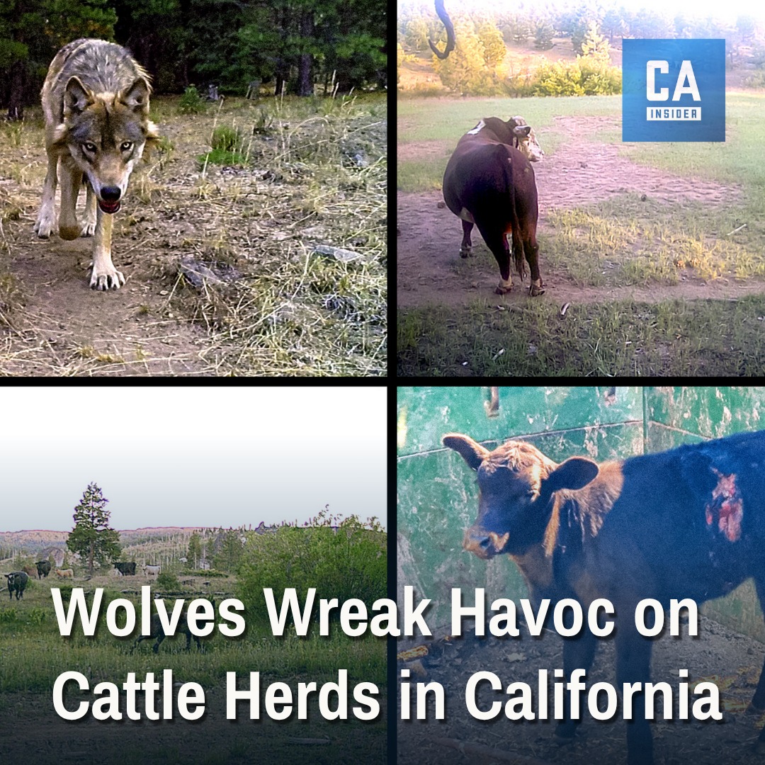 California - Northern California ranchers say rewilded wolves are ...
