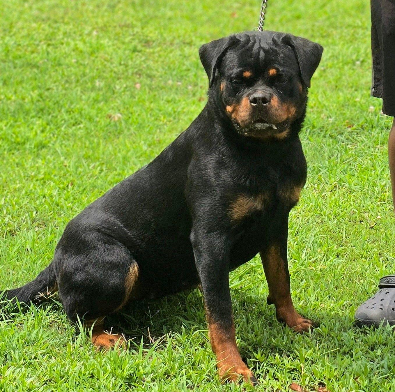 I can't make this up 😂 #Rottweiler #Dog #GuardDog #FunnyDogs | Gsp Rotties