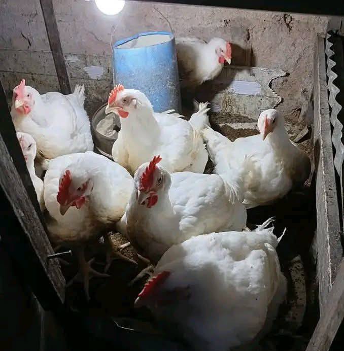 CHICKEN MARKET WORLDWIDE | MOST MISTAKES FARMERS MAKE ON ARRIVAL OF DAY ...