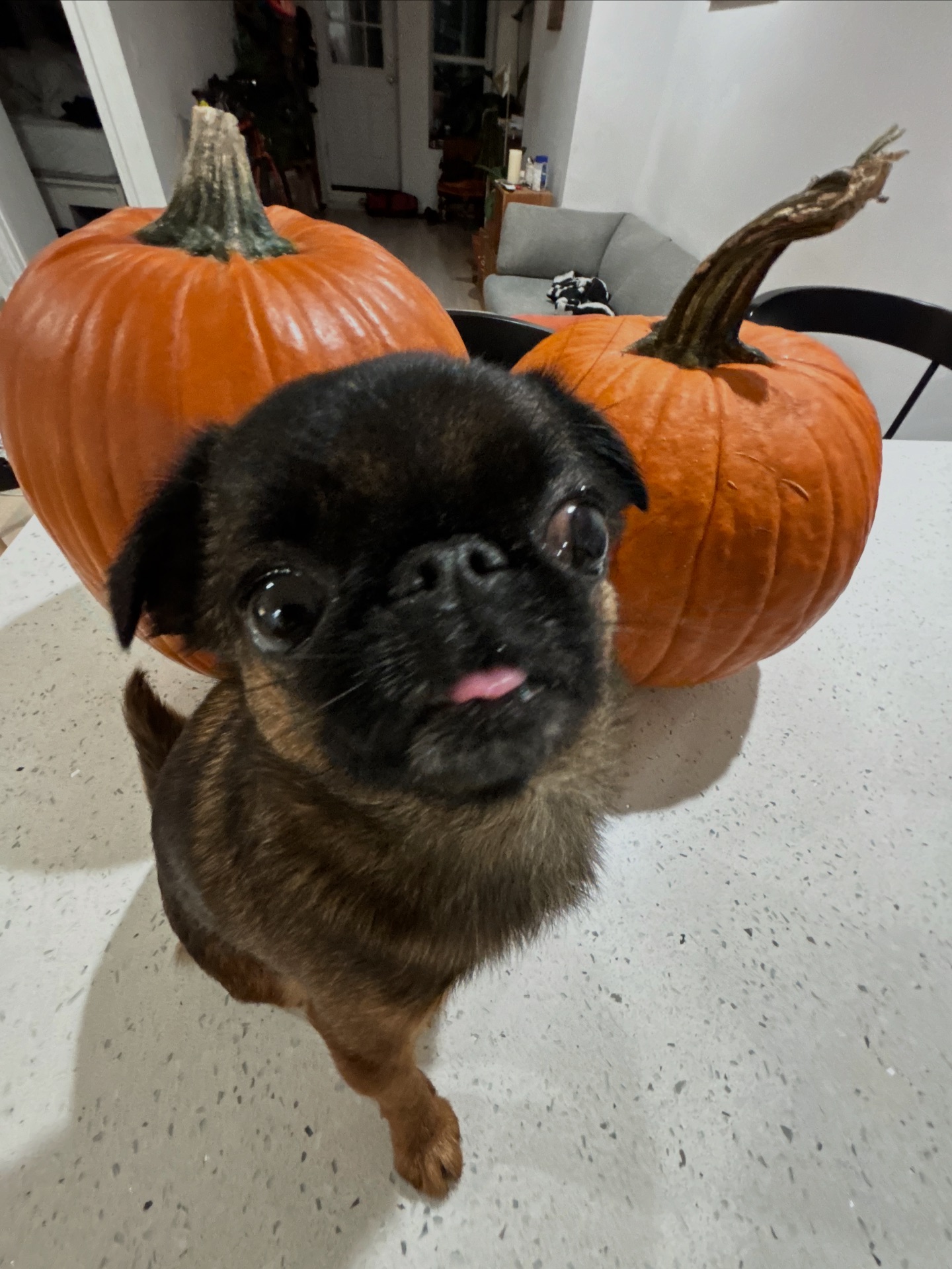 Edna the Runt - Edna the Runt added a new photo.