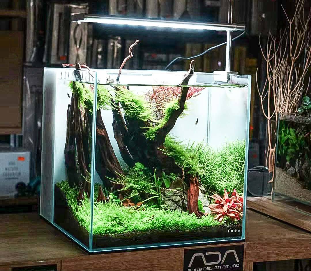 ADA Solar RGB illuminating our Aquascaper 900 😍 Transformation is
