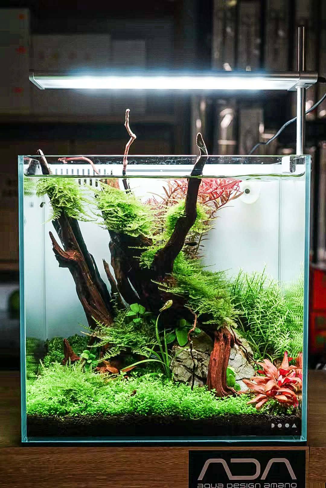 ADA NATURE AQUARIUM SOLAR-I 本体 ADA Solar RGB illuminating our Aquascaper 900 😍 Transformation is