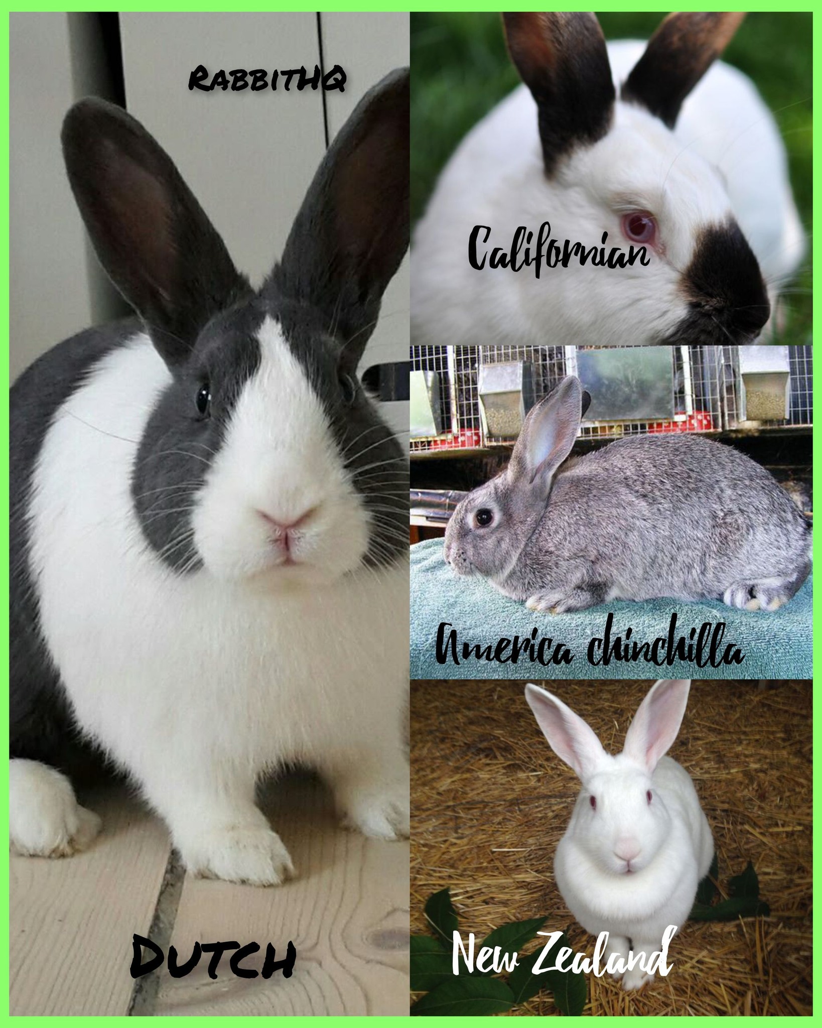 Rabbithq - TOP BEGINNER-FRIENDLY RABBIT BREEDS New Zealand White • Calm ...