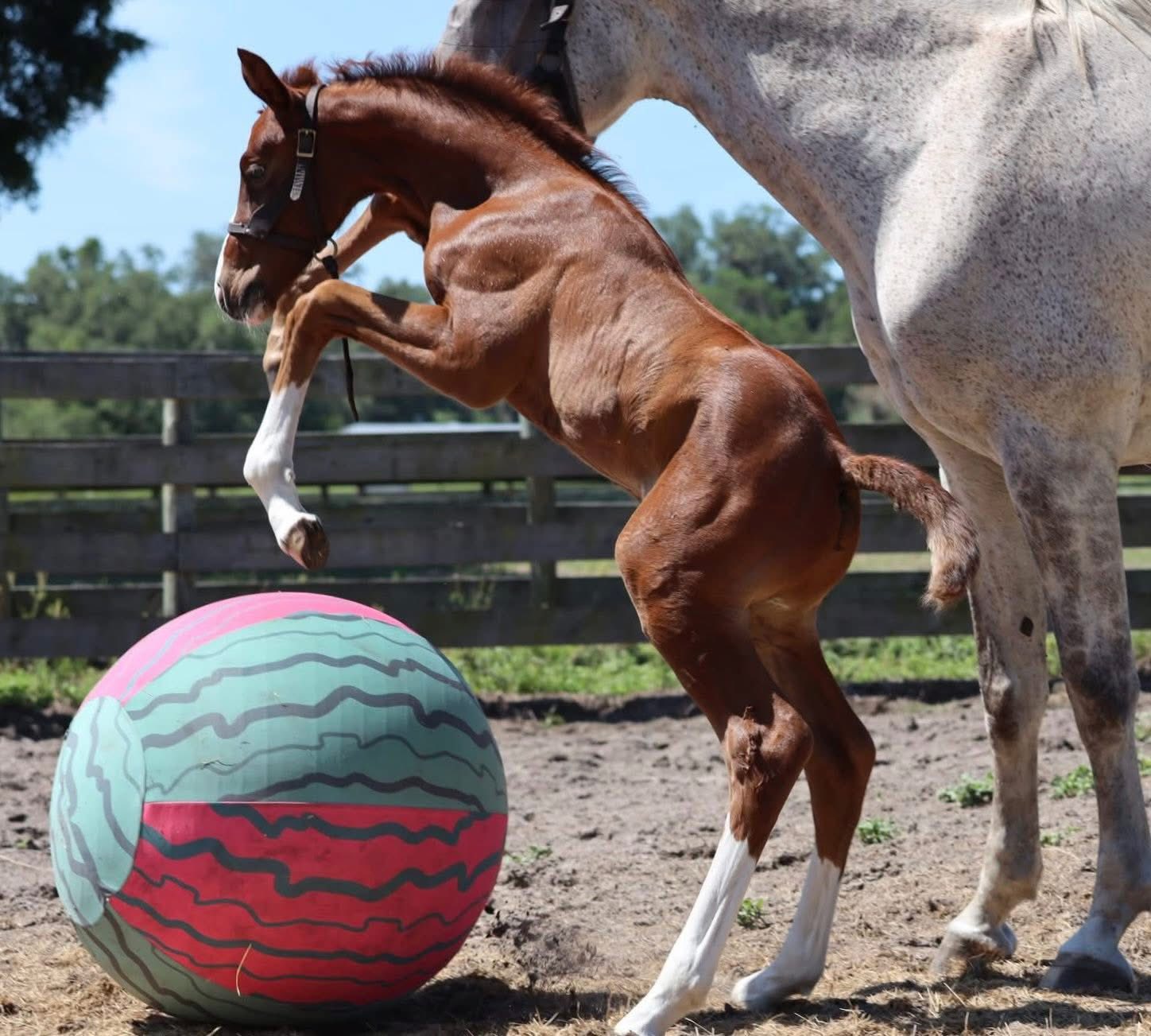 Willow Tree Warmbloods current sale list for upper level riders