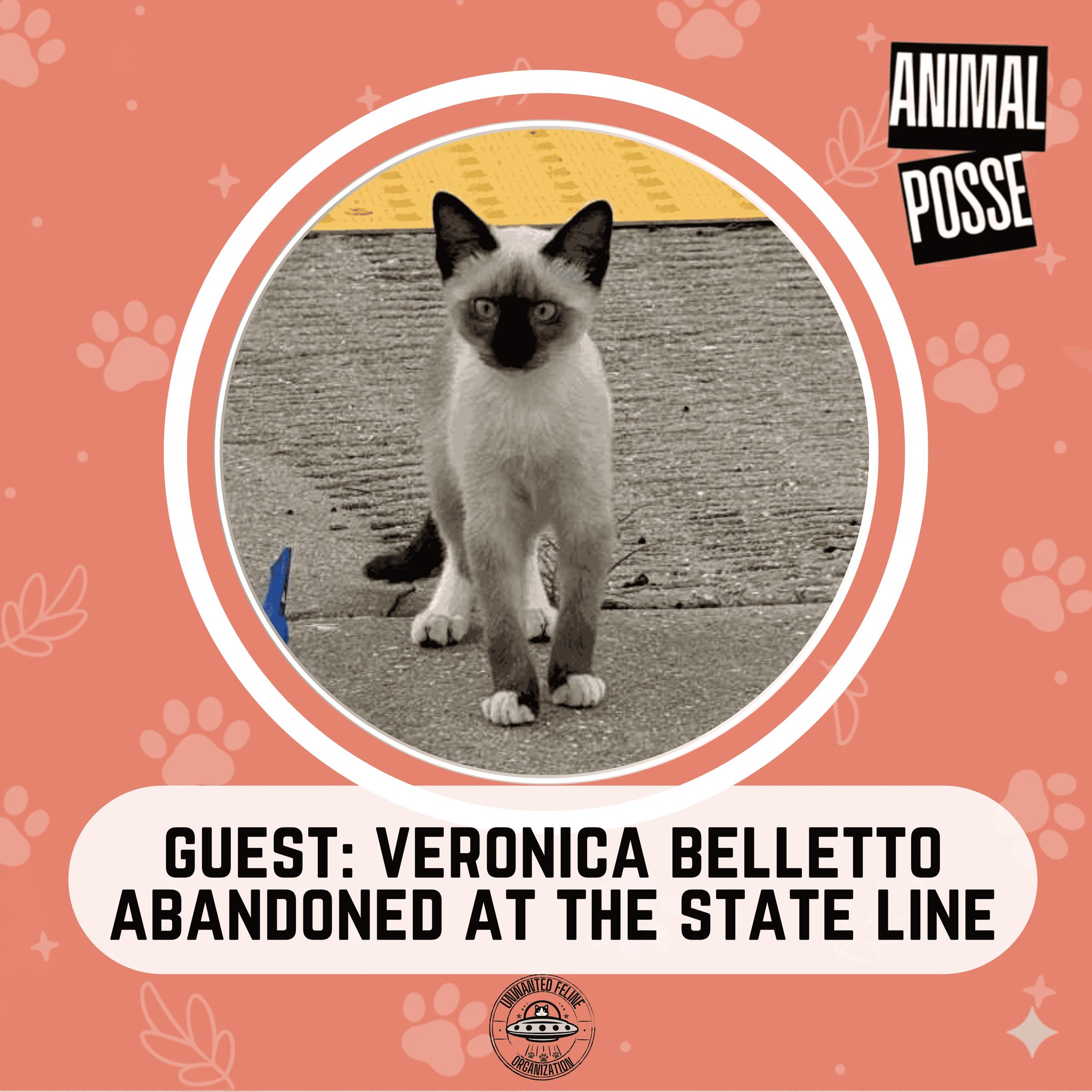 🚨 NEW EPISODE ALERT! 🚨 The... - Unwanted Feline Organization | Facebook