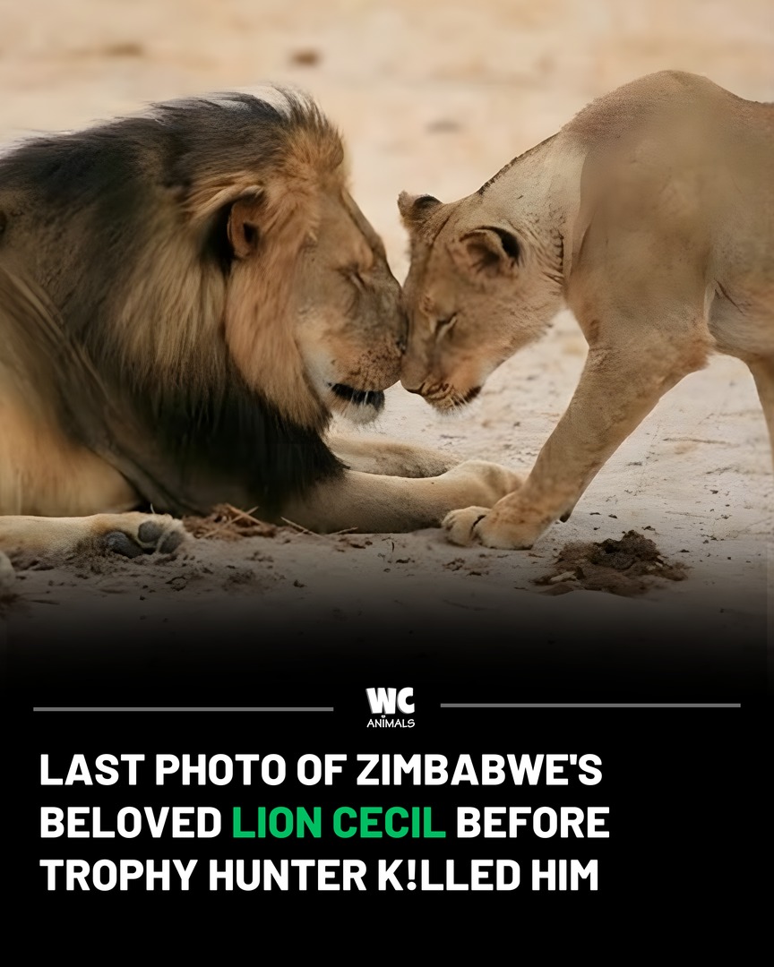 Watercooler - Cecil, a 13-year-old lion and star of Hwange National ...