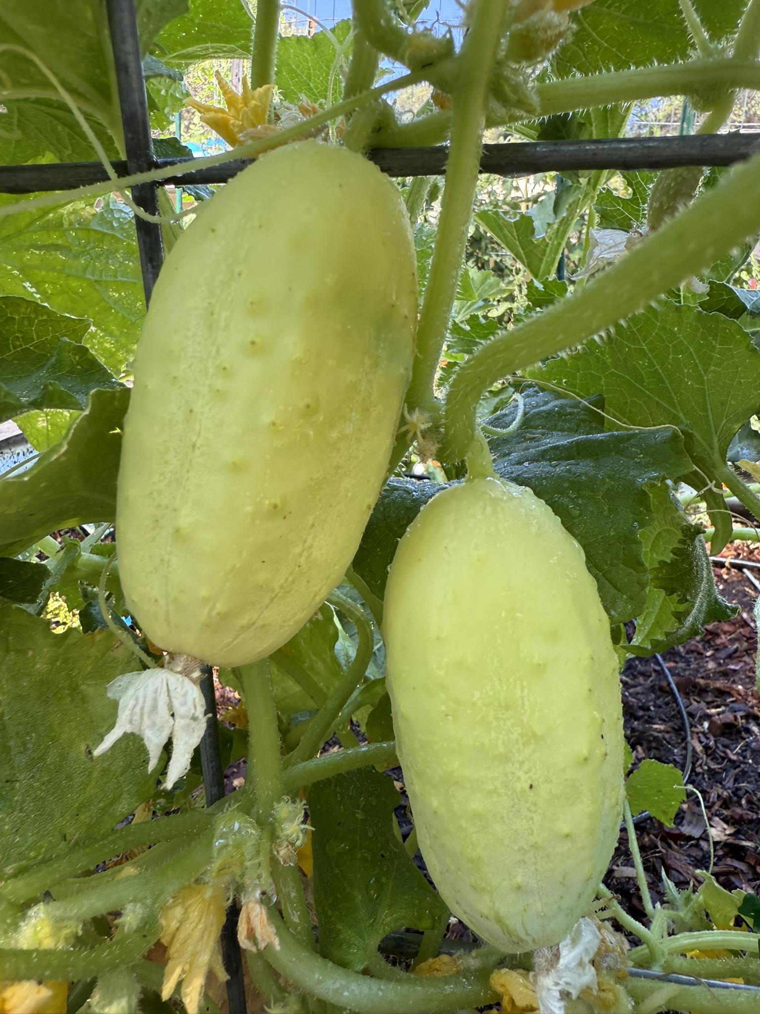 What type of cucumbers are these yellow varieties?
