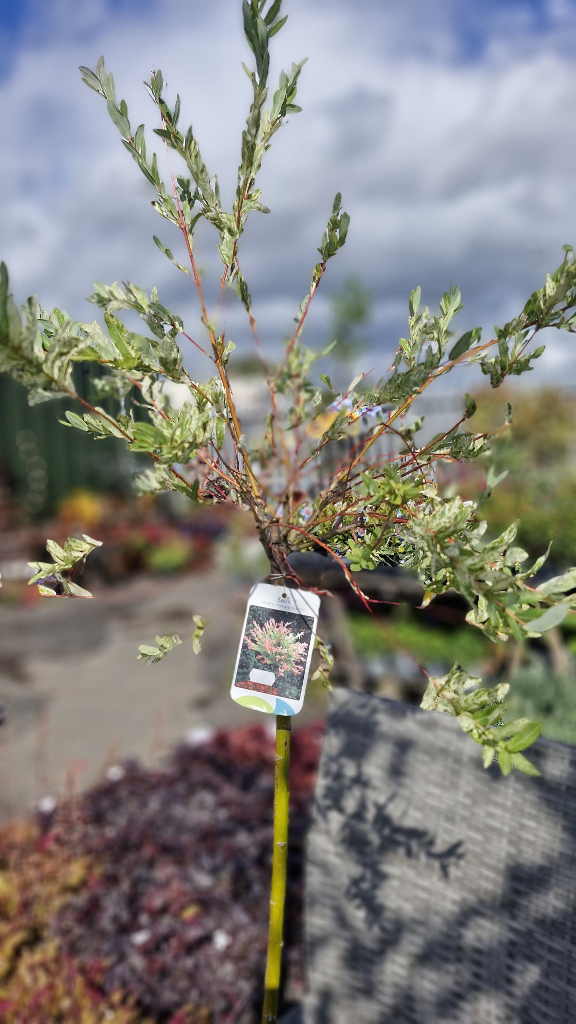 Ginkgo garden centre added a new - Ginkgo garden centre
