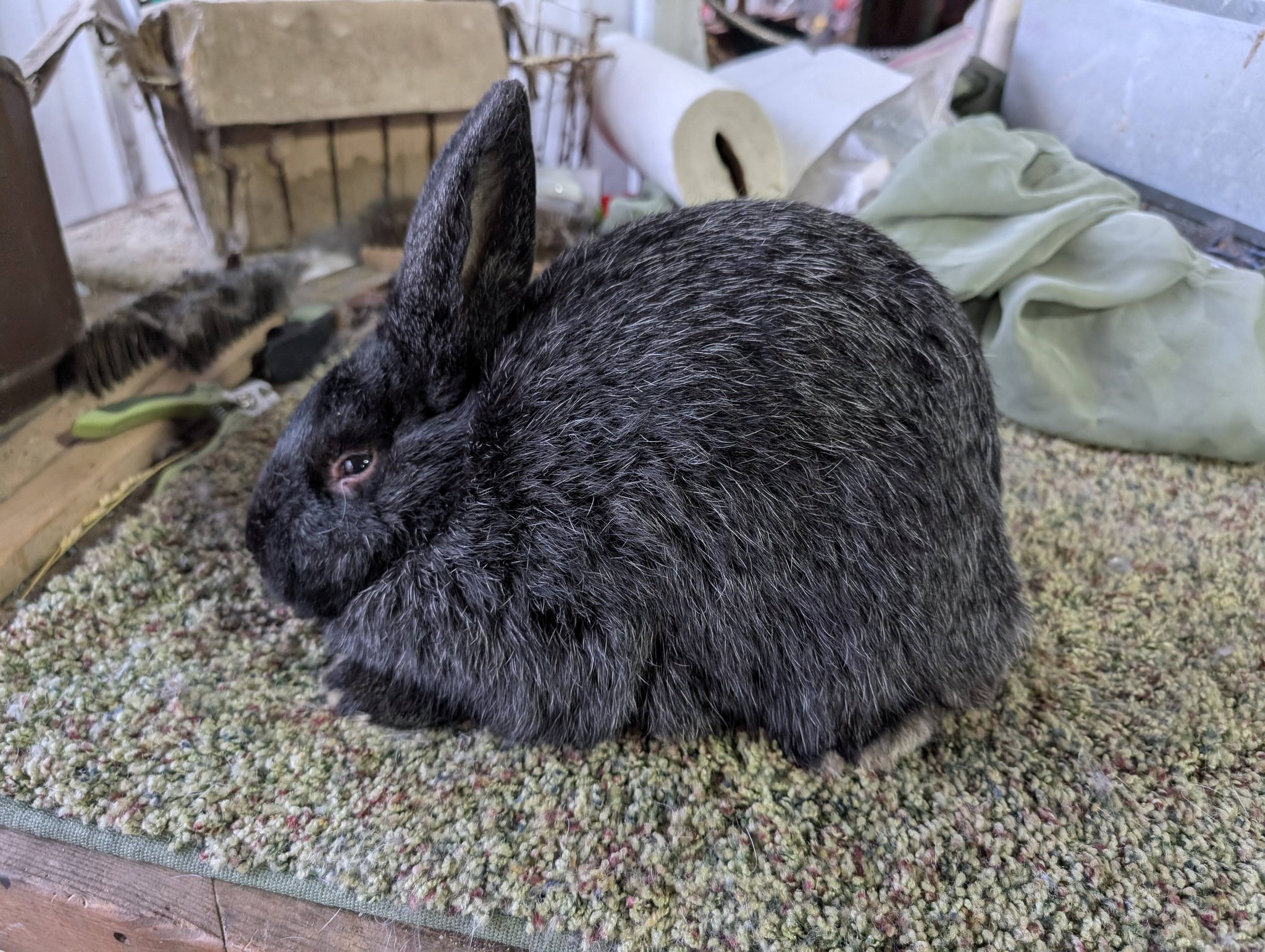 Whew! 8 rabbits entered for Silver Fox Nationals! Blacks and