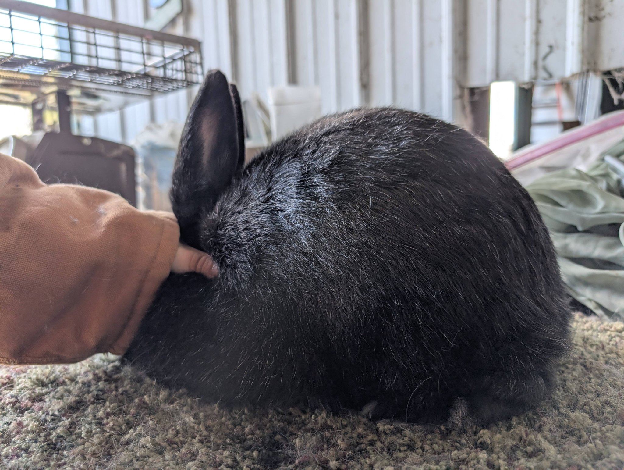 Whew! 8 rabbits entered for Silver Fox Nationals! Blacks and