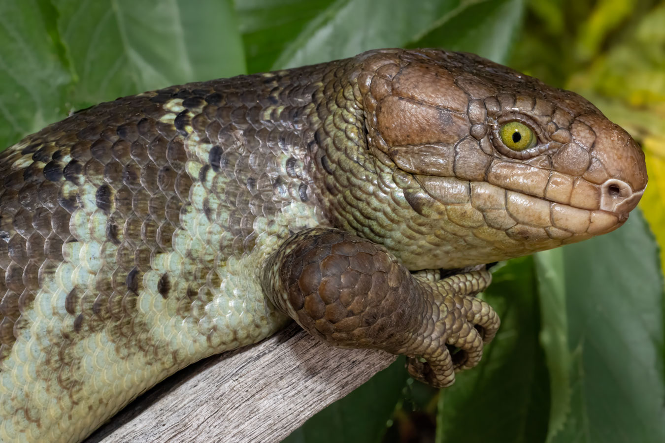 Tree Skink Species Comparison