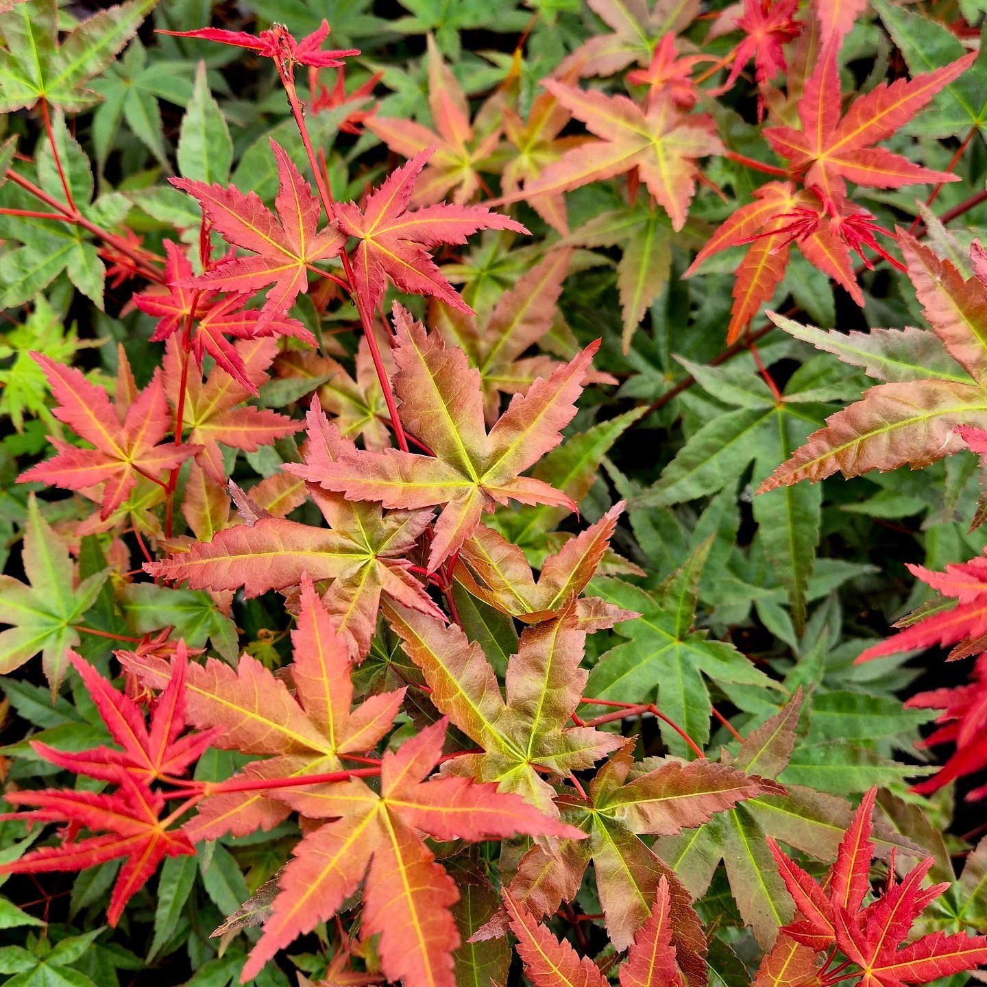 The Maple Nursery | Hasselt