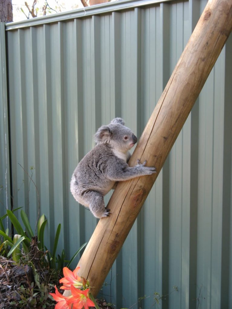 Queensland - Makin' my way down trees, fences pass and I'm breeding ...