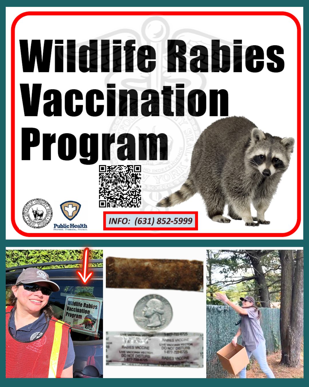 To prevent the spread of raccoon... - Suffolk County Health | Facebook