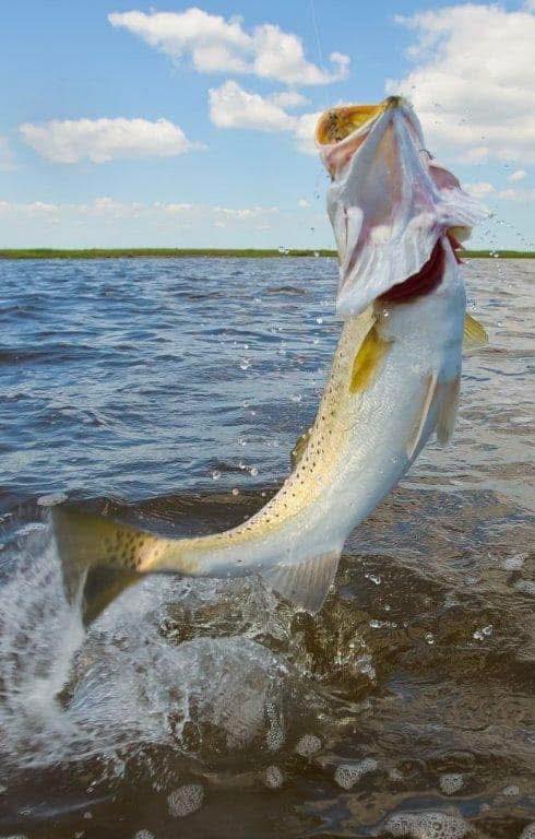 salomon fischer skis S/Lab Skate Junior 155cm Department_FISHING while the Ti Color:Ice Grey Bauer RX 3 Fly