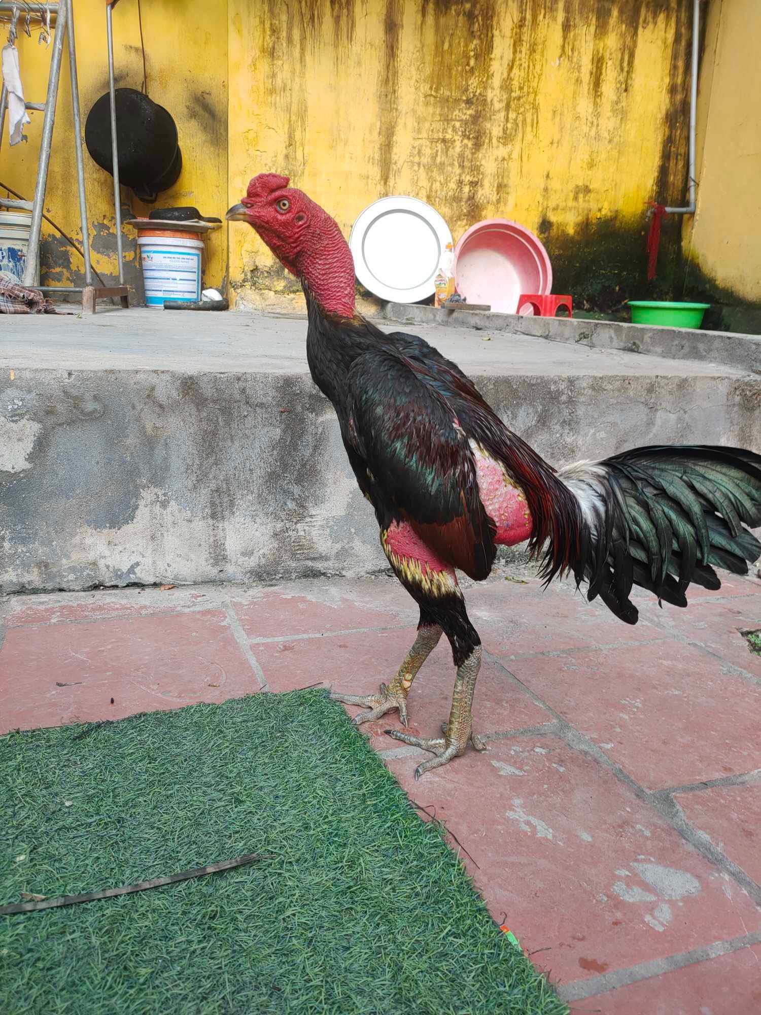 Gà Đòn Việt Nam
