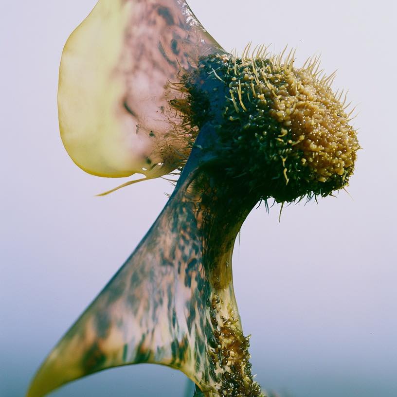 Fish-eye lens exoplanet horticulture. #speculativebiology #exoplanets # ...