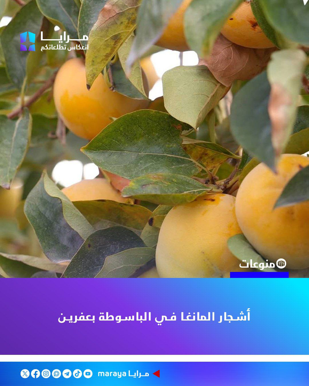 مرايا - Maraya - من بساتين الباسوطة بعفرين، تتدلّى ثمار... | Facebook