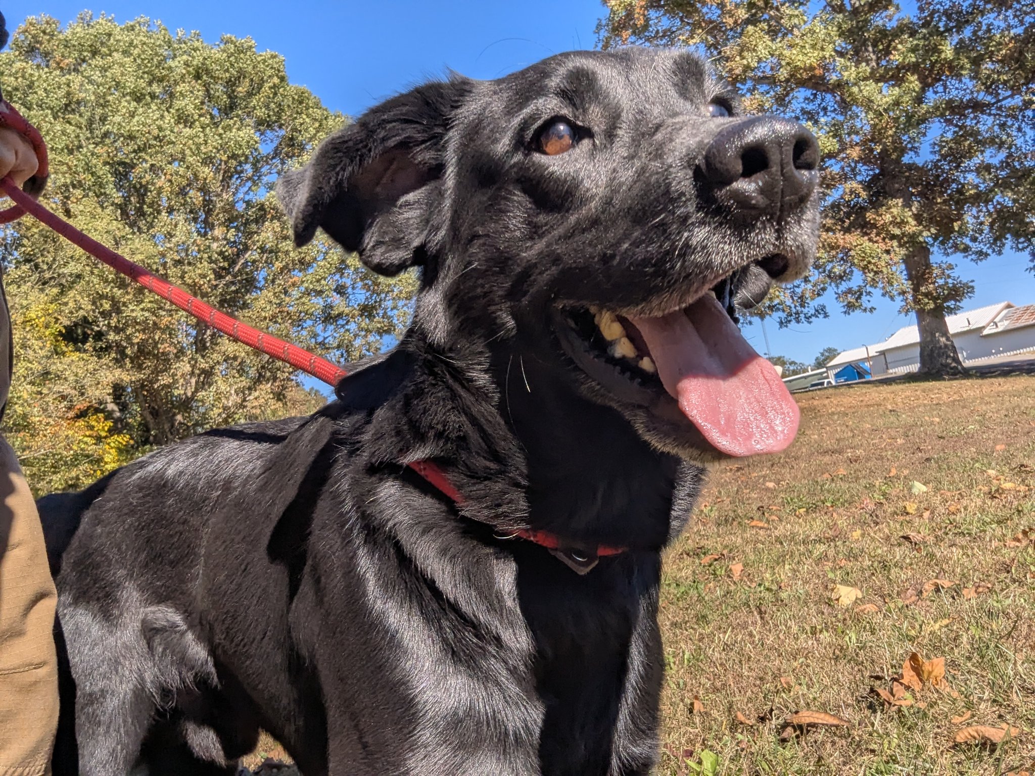 Meade - Adopted🎉🐾🐾 🐾 Meet Rydr! 🐾 Rydr is a male Labrador Retriever ...