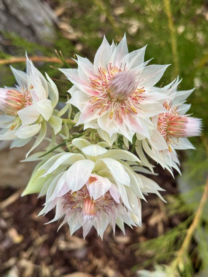 Maddingley - Protea Donna | Facebook